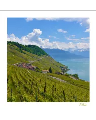 Cartes Lavaux C15 - 1334-41