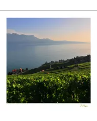 Cartes Lavaux C15 - 5028-40