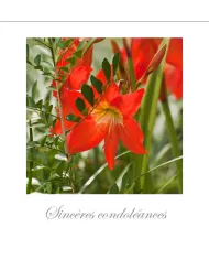 Cartes Condoléances Fleurs - 892-003