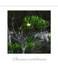 Cartes Condoléances Fleurs - 3230-003